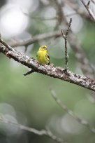 Serin cini