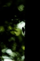 Grimpereaux des jardins