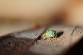 Sminthurus viridis