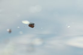 Podura aquatica