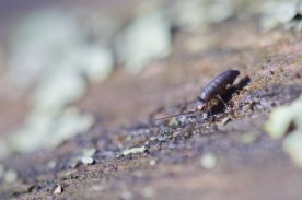 Tomocerus minor
