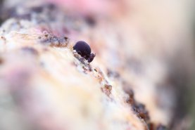 Dicyrtoma fusca