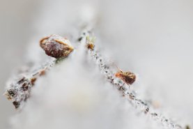 Dicyrtomina ornata