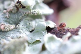 Dicyrtomina ornata