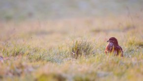 Buse variable