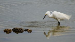 Aigrette garzette