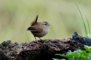 Troglodyte mignon
