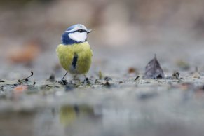 Mésange bleue