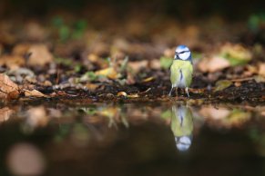 Mésange bleue