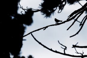 Serin cini