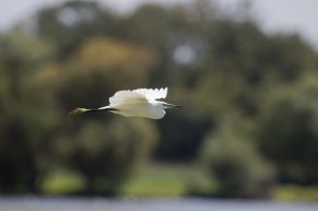 Aigrette garzette