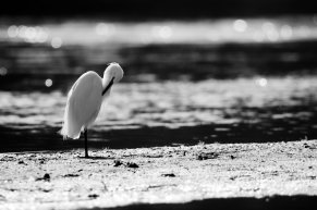 Aigrette garzette