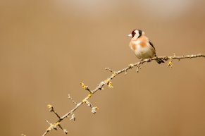 Chardonneret élégant