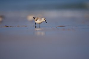 Bécasseau sanderling
