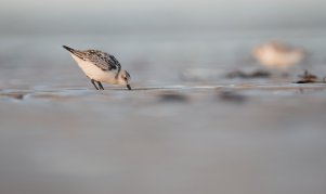 Bécasseau sanderling