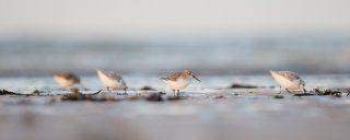 Bécasseaux variable et Bécasseaux sanderling
